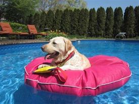 Dog Pool Float